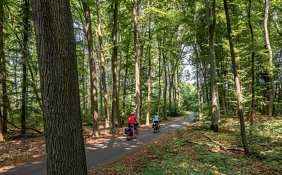 Radfahrer im Wald, Foto: Szymon Nitka, Lizenz: TMB