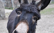 Esel Greta, Foto: Elke Melchert, Lizenz: Rüsterhof