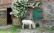 Tiere auf dem Rüsterhof, Foto: Yvonne Bleeck, Lizenz: Tourismus Marketing Brandenburg GmbH