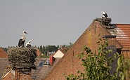 Störche in Rühstädt, Foto:  Reinhard Baadke, Lizenz: Tourismusverband Prignitz e.V.