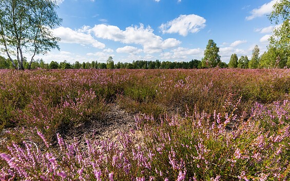 Birdwatching in the Reicherskreuz Heath , Foto: Seendlandentdecker