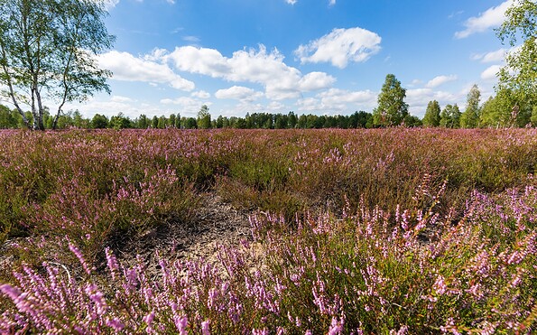 Birdwatching in the Reicherskreuz Heath , Foto: Seendlandentdecker