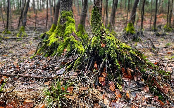 Circular hiking trail Kupferhammer-Siehdichum, Foto: Constanze Mikeska