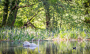 Schwäne im Park Bomsdorf, Foto: Florian Läufer