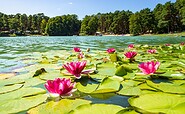 Schervenzsee, Foto: Steffen Lehmann , Lizenz: TMB Fotoarchiv