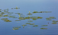 Blick auf den Katharinensee, Foto: Florian Läufer, Lizenz: Seenland Oder-Spree