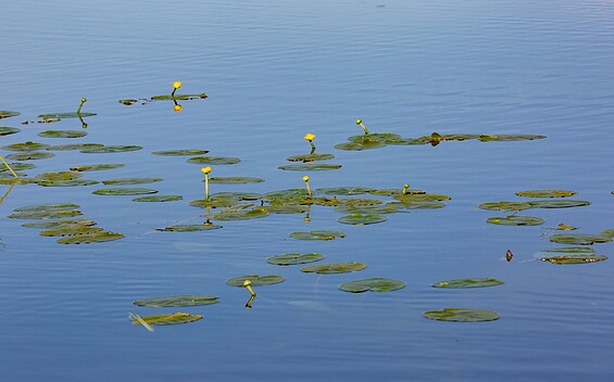 Blick auf den Katharinensee, Foto: Florian Läufer, Lizenz: Seenland Oder-Spree