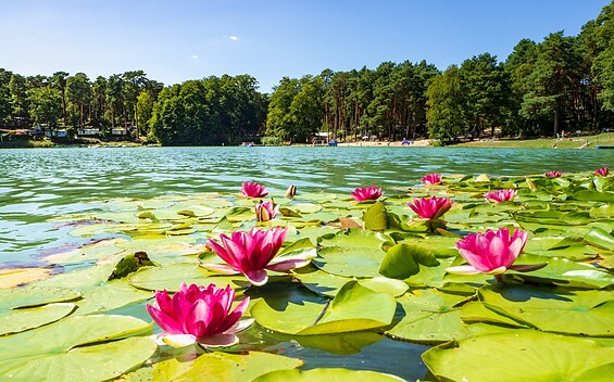 Schervenzsee, Foto: Steffen Lehmann , Lizenz: TMB Fotoarchiv