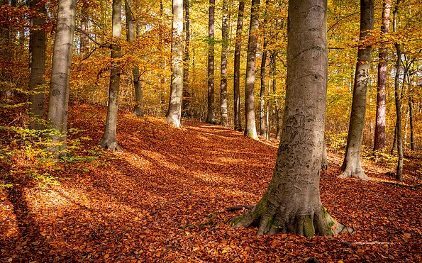 Schlaubetal Hiking Trail , Foto: Florian Läufer, Lizenz: Seenland Oder-Spree