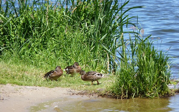 Lake Klein Köris, Foto: Petra Förster, Lizenz: Tourismusverband Dahme-Seenland e.V.