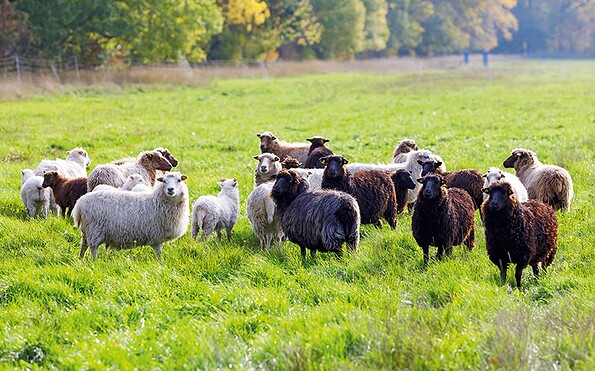 Schafe vom Biohof Werenzhain, Foto: Andreas Franke, Lizenz: Andreas Franke
