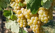 Weingut Patke vineyard, Foto: Angelika Laslo, Lizenz: Seenland Oder-Spree