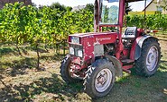 Weingut Patke vineyard, Foto: Angelika Laslo, Lizenz: Seenland Oder-Spree
