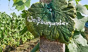 Weingut Patke vineyard, Foto: Angelika Laslo, Lizenz: Seenland Oder-Spree