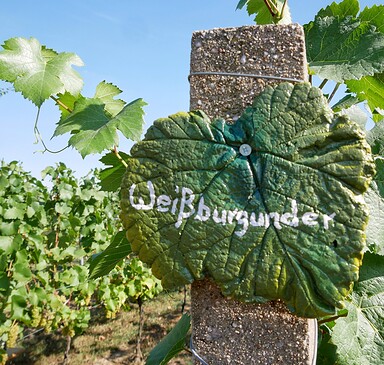 Weingut Patke vineyard