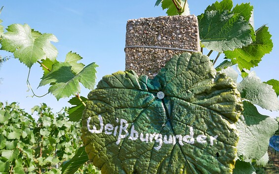 Weingut Patke vineyard, Foto: Angelika Laslo, Lizenz: Seenland Oder-Spree