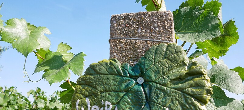 Weingut Patke vineyard