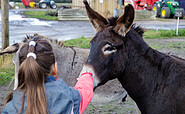 Esel auf dem Ökohof Kuhhorst, Foto: Kathleen Bartel, Lizenz: Mosaik-Berlin gGmbH