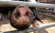 Gefährdete Nutztierrasse - Das Sattelschwein, Foto: Scherwin Saadatmand, Lizenz: Mosaik-Berlin gGmbH