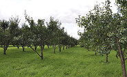 Streuobstwiese, Foto: Scherwin Saadatmand, Lizenz: Mosaik-Berlin gGmbH