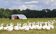 Auf der Gänsewiese, Foto: Mosaik, Lizenz: Mosaik-Berlin gGmbH