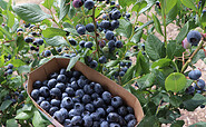 Heidelbeeren, Foto: SL Gartenbau GmbH, Lizenz: SL Gartenbau GmbH