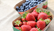 schwanteland_selbsternte_erdbeeren_heidelbeeren, Foto: SL Gartenbau GmbH, Lizenz: SL Gartenbau GmbH