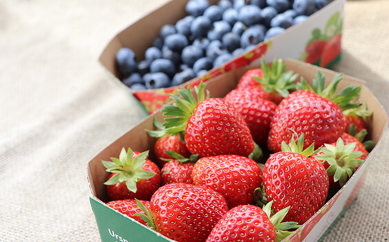 schwanteland_selbsternte_erdbeeren_heidelbeeren, Foto: SL Gartenbau GmbH, Lizenz: SL Gartenbau GmbH