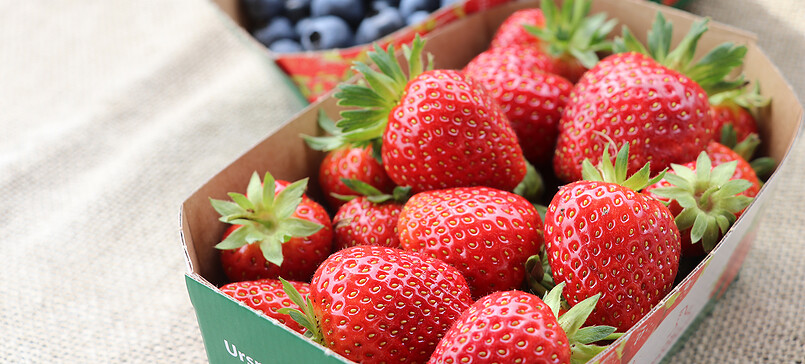 Schwanteland Selbsternte (self-harvest)