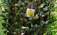 Signage: rapeseed yellow circle on a pure white background, Foto: Jörg Bartz, Lizenz: Tourismusverband Brandenburgische Seenplatte e.V.