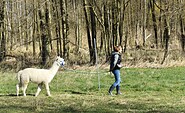 Alpakawanderung, Foto: Tiny Alpaca Town , Lizenz: Tiny Alpaca Town