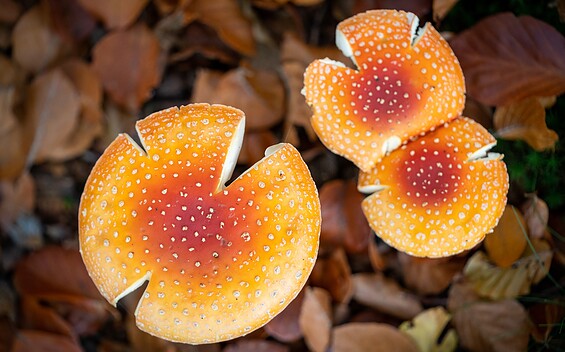 mushrooms, Foto: Florian Läufer, Lizenz: Seenland Oder-Spree