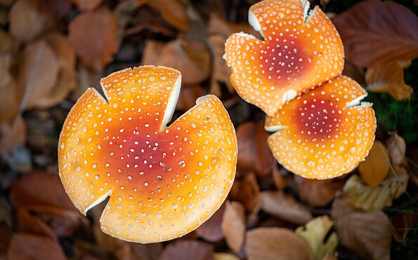 mushrooms, Foto: Florian Läufer, Lizenz: Seenland Oder-Spree