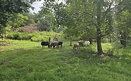 Schafe auf dem Erlenhof im Oderbruch, Foto: Dana Braun, Lizenz: Seenland Oder-Spree