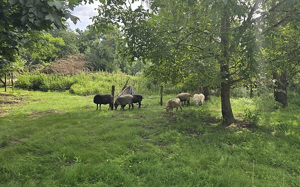 Erlenhof in Oderbruch, Foto: Dana Braun, Lizenz: Seenland Oder-Spree