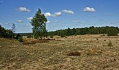 Naturlandschaft Döberitzer Heide, Foto: Ralf Donat, Lizenz: Ralf Donat