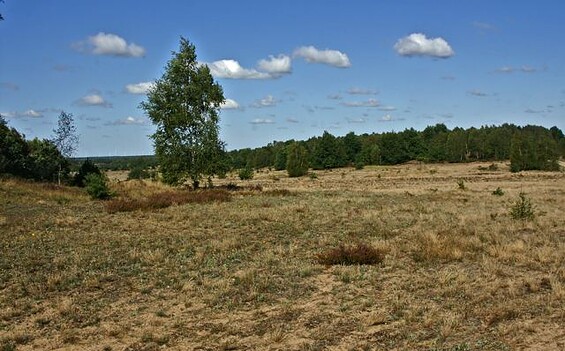 Naturlandschaft Döberitzer Heide, Foto: Ralf Donat, Lizenz: Ralf Donat