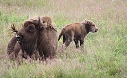 Wisentnachwuchs in der Naturlandschaft Döberitzer Heide, Foto: Heinz Sielmann Stiftung, Lizenz: Heinz Sielmann Stiftung