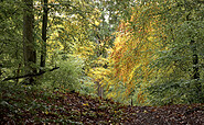 Bredower Forst, Foto: Sandra Fonarob / wanderjenosse.de, Lizenz: Sandra Fonarob / wanderjenosse.de