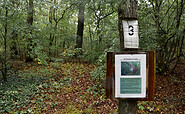 Bredower Forst, Foto: Sandra Fonarob / wanderjenosse.de, Lizenz: Sandra Fonarob / wanderjenosse.de