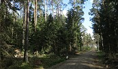 Waldweg im Wald, Foto: Förderverein Naturpark NLHL, Lizenz: Förderverein Naturpark NLHL