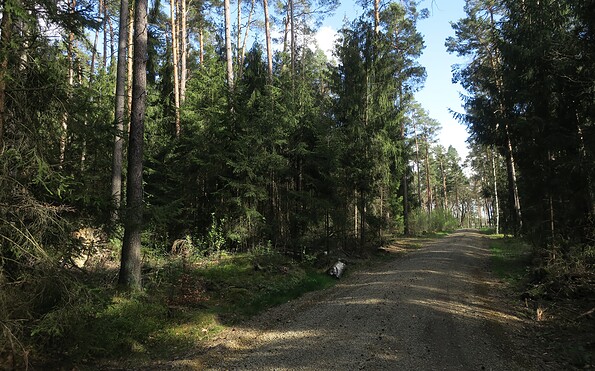 Waldweg im Wald, Foto: Förderverein Naturpark NLHL, Lizenz: Förderverein Naturpark NLHL