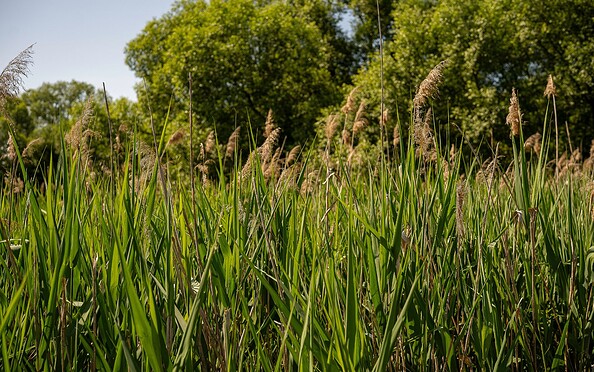Faule Wiesen Schönow, Foto: Michél Schmidt, Lizenz: BeSt Bernauer Stadtmarketing GmbH