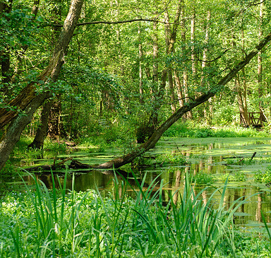 Wanderweg lila, Birkenwerder - Mönchsee, Boddensee und Wassertretanlage