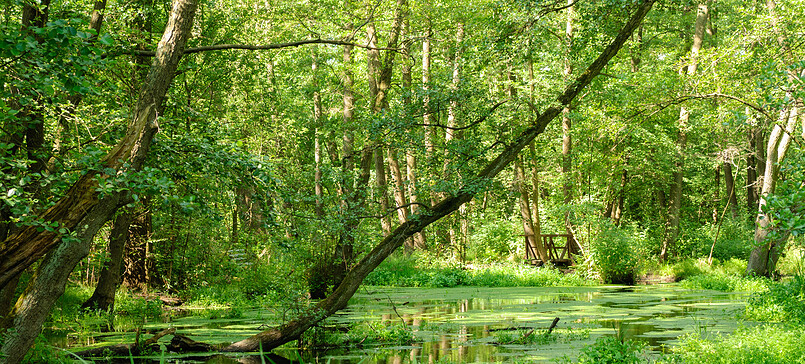 Wanderweg lila, Birkenwerder - Mönchsee, Boddensee und Wassertretanlage