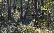 Natur am Briesesteig, Foto: Jörg Bartz, Lizenz: TV Brandenburgische Seenplatte
