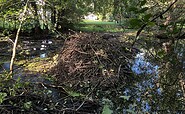 Der Biber ist heimisch, Foto: Jörg Bartz, Lizenz: TV Brandenburgische Seenplatte