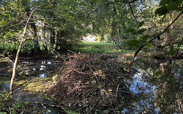 Der Biber ist heimisch, Foto: Jörg Bartz, Lizenz: TV Brandenburgische Seenplatte