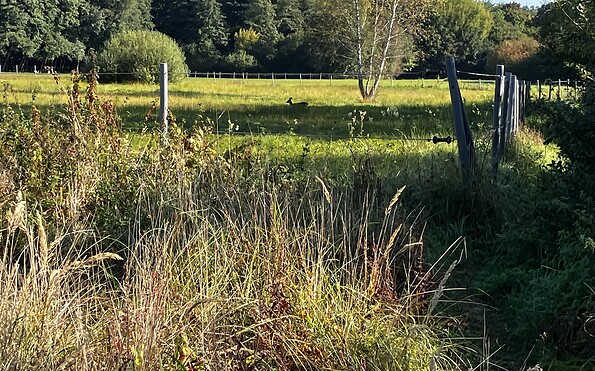 Intact nature, Foto: Jörg Bartz, Lizenz: TV Brandenburgische Seenplatte