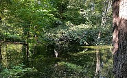 Nature on the Briesesteig trail, Foto: Jörg Bartz, Lizenz: TV Brandenburgische Seeplatte